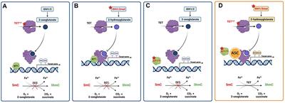 The Anti-Leukemia Effect of Ascorbic Acid: From the Pro-Oxidant Potential to the Epigenetic Role in Acute Myeloid Leukemia